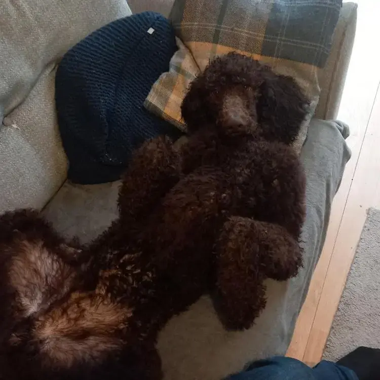 Poodle (Standard)