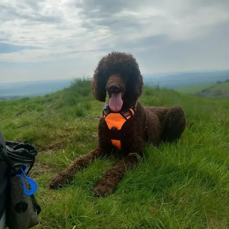 Poodle (Standard)