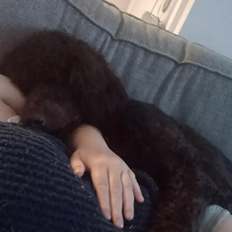 Poodle (Standard)