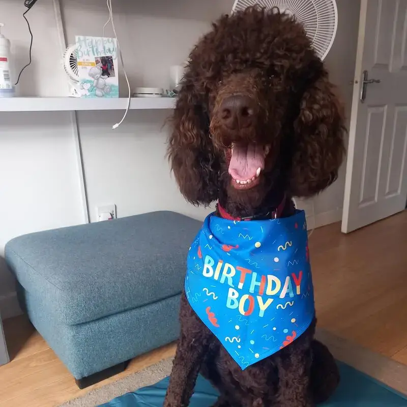 Poodle (Standard)