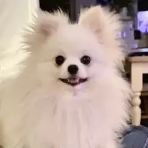 Pomeranian