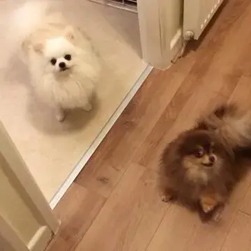 Pomeranian