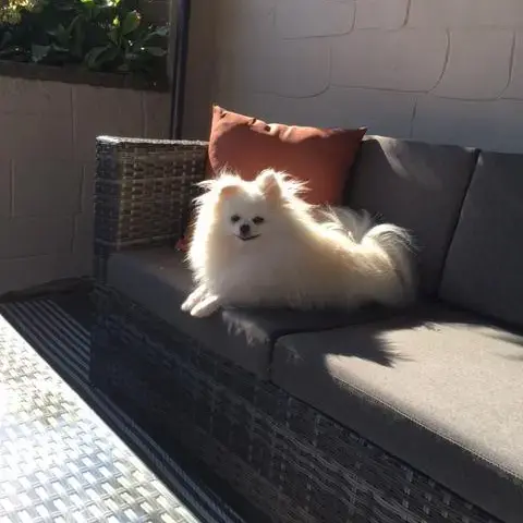 Pomeranian