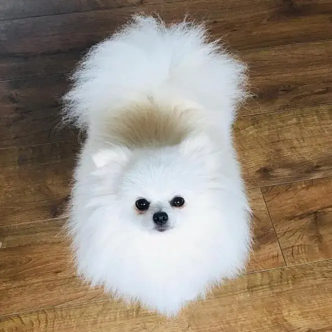 Pomeranian