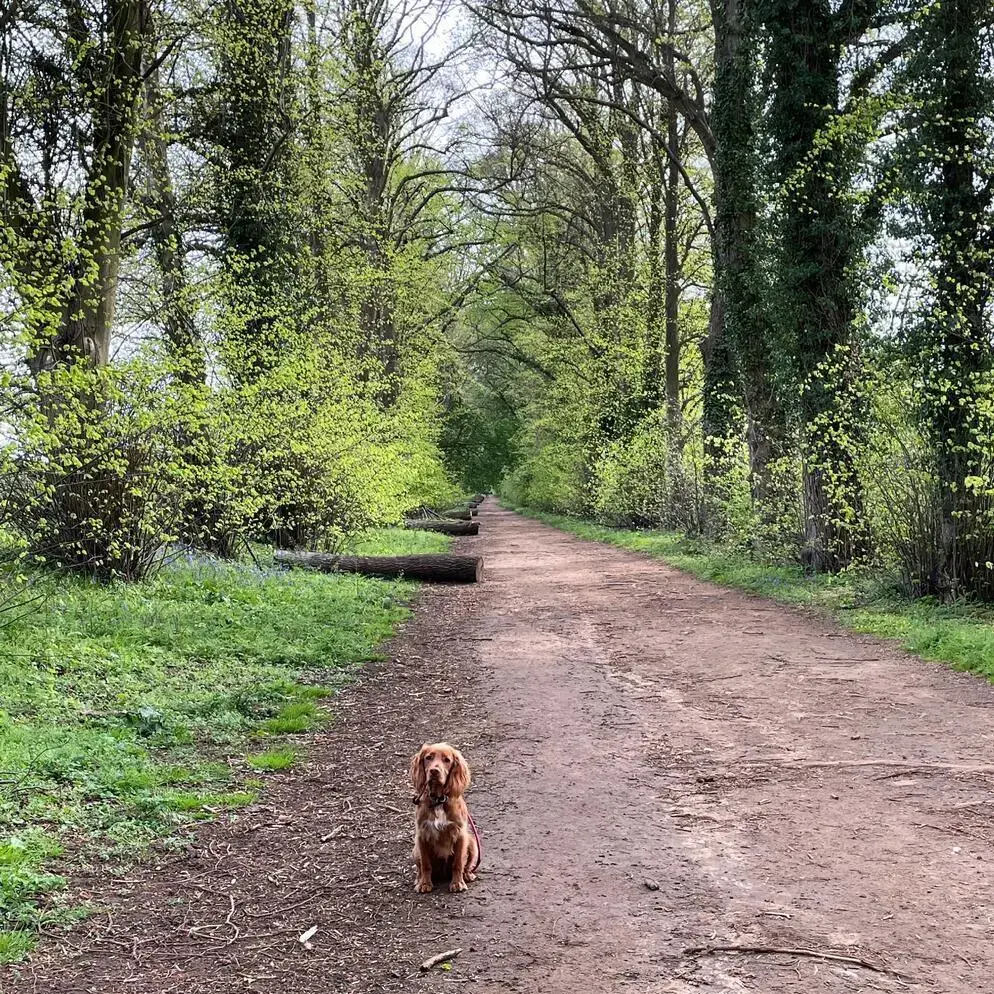 Cocker Spaniel (English)