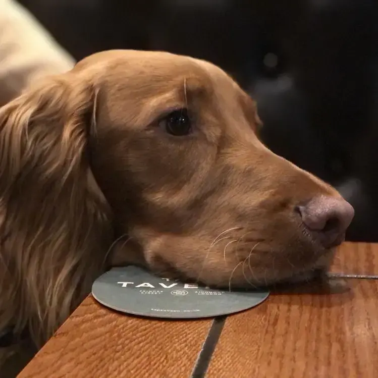 Cocker Spaniel (English)