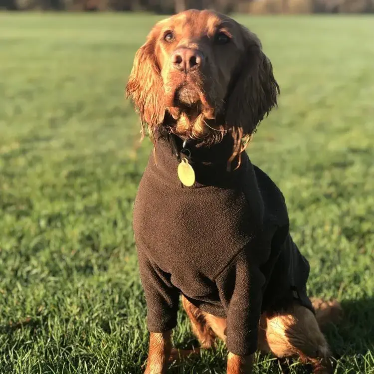 Cocker Spaniel (English)