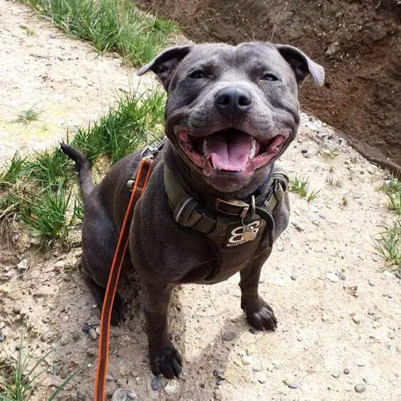Staffordshire Bull Terrier