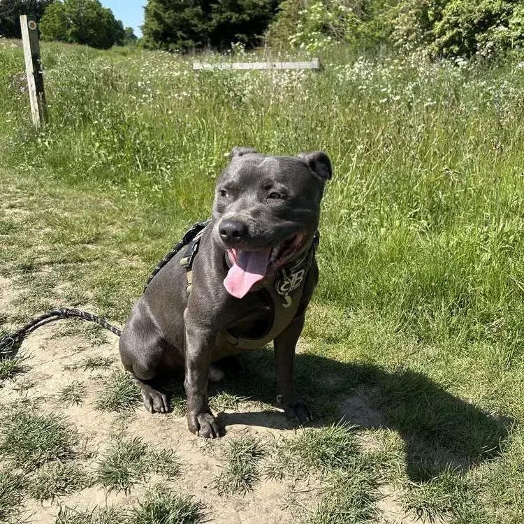 Staffordshire Bull Terrier
