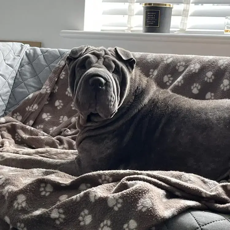 Shar Pei