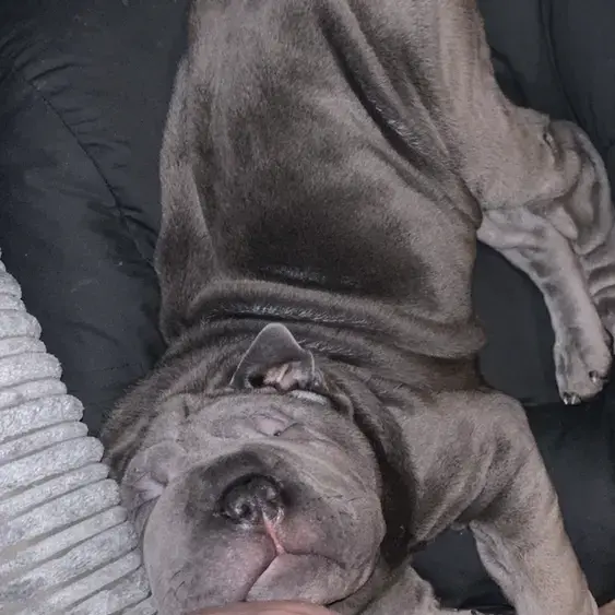 Shar Pei