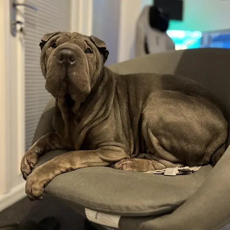 Shar Pei