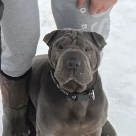 Shar Pei