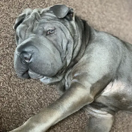 Shar Pei