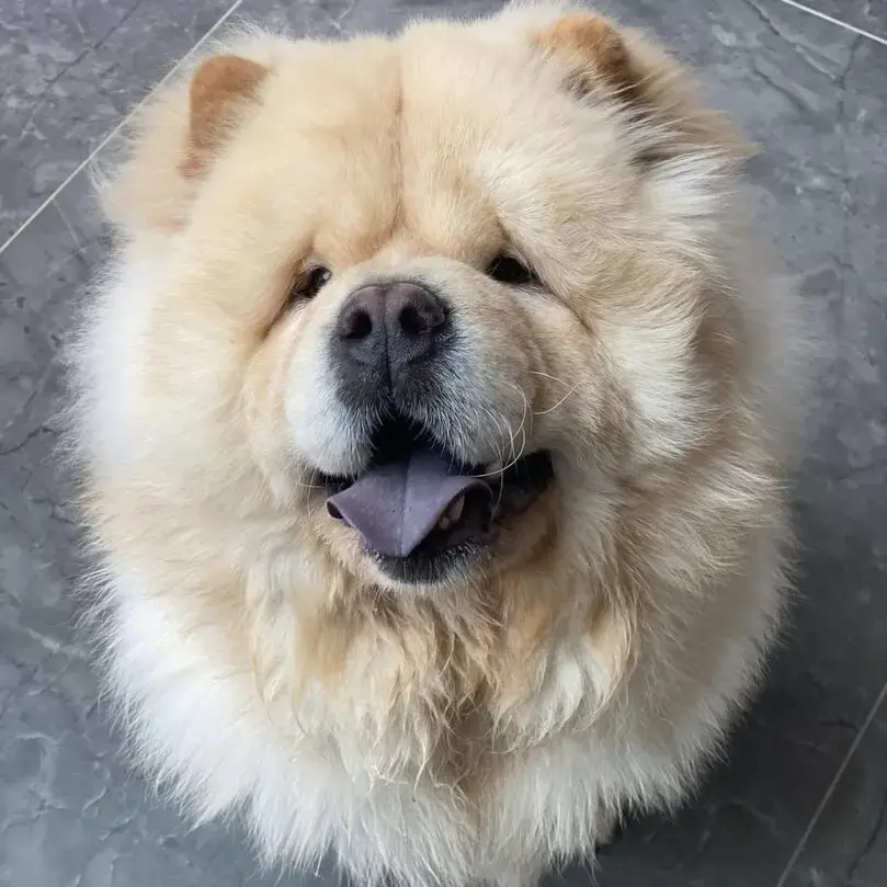 Chow Chow