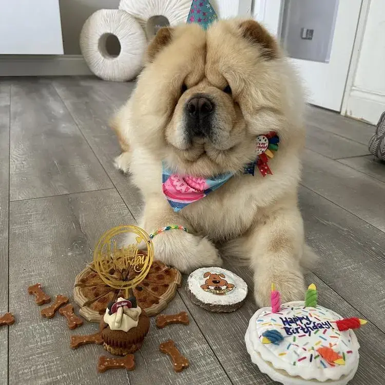 Chow Chow