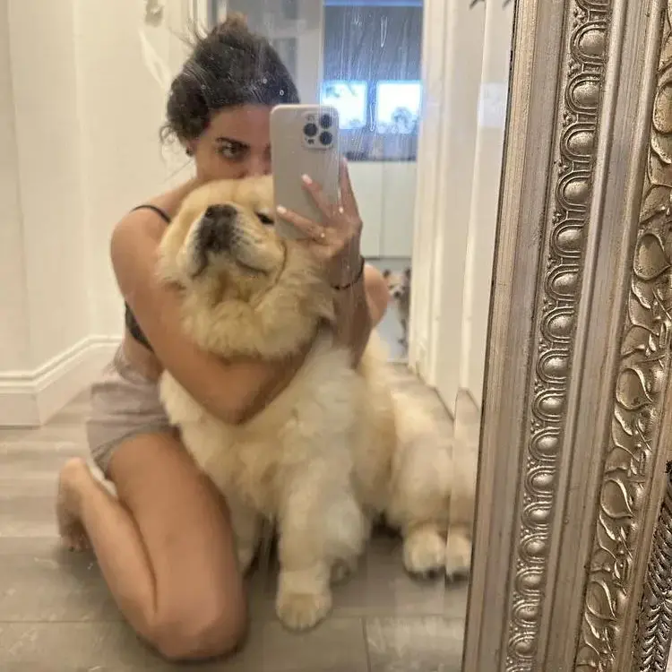 Chow Chow