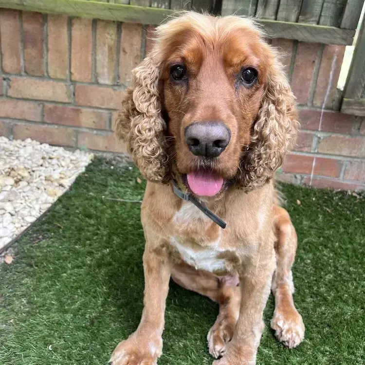 Cocker Spaniel (English)