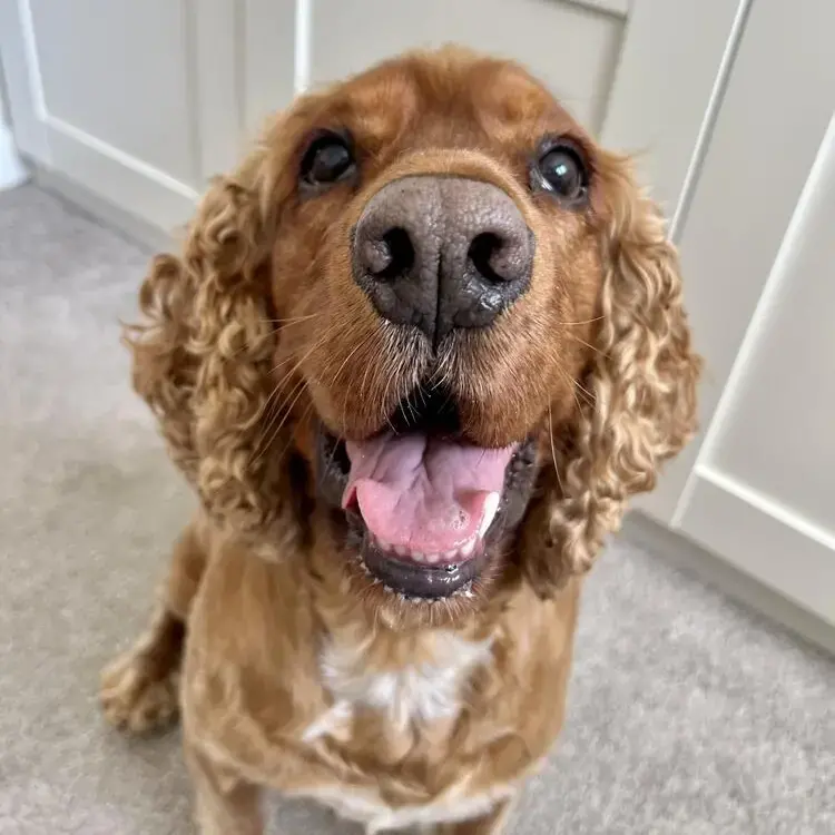 Cocker Spaniel (English)