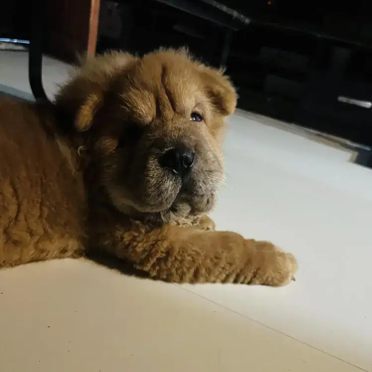 Chow Chow
