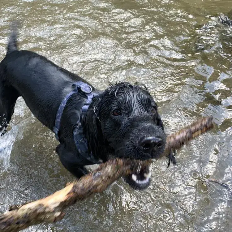 Cocker Spaniel (English)