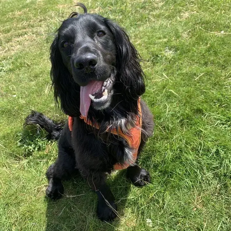 Cocker Spaniel (English)