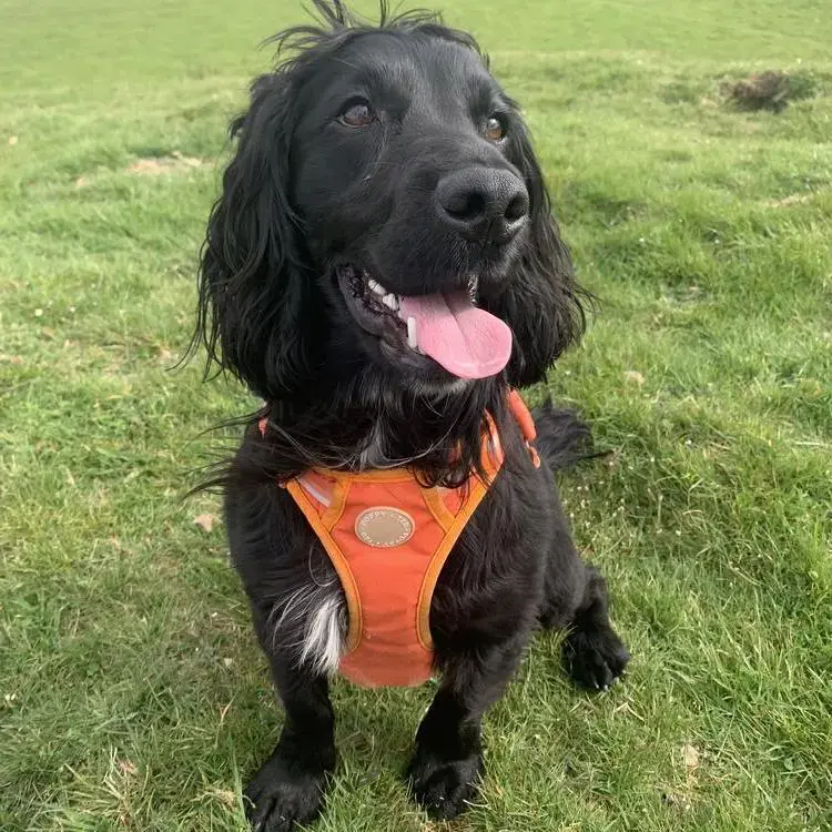 Cocker Spaniel (English)