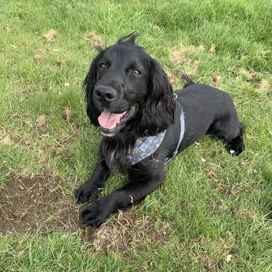Cocker Spaniel (English)