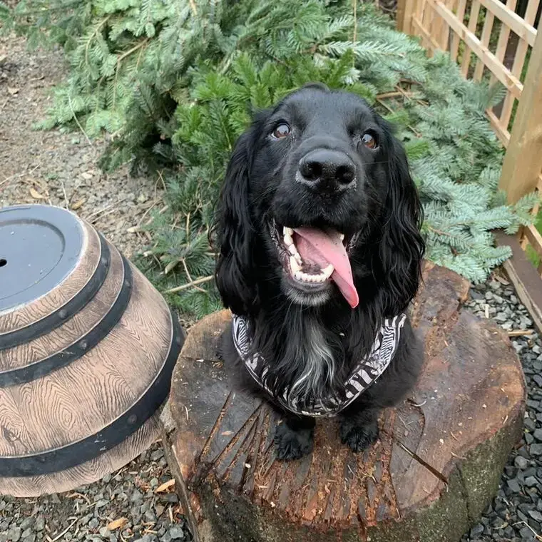 Cocker Spaniel (English)