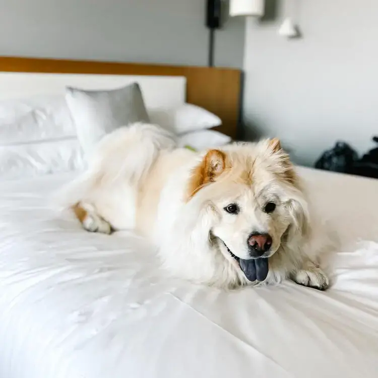 Chow Chow
