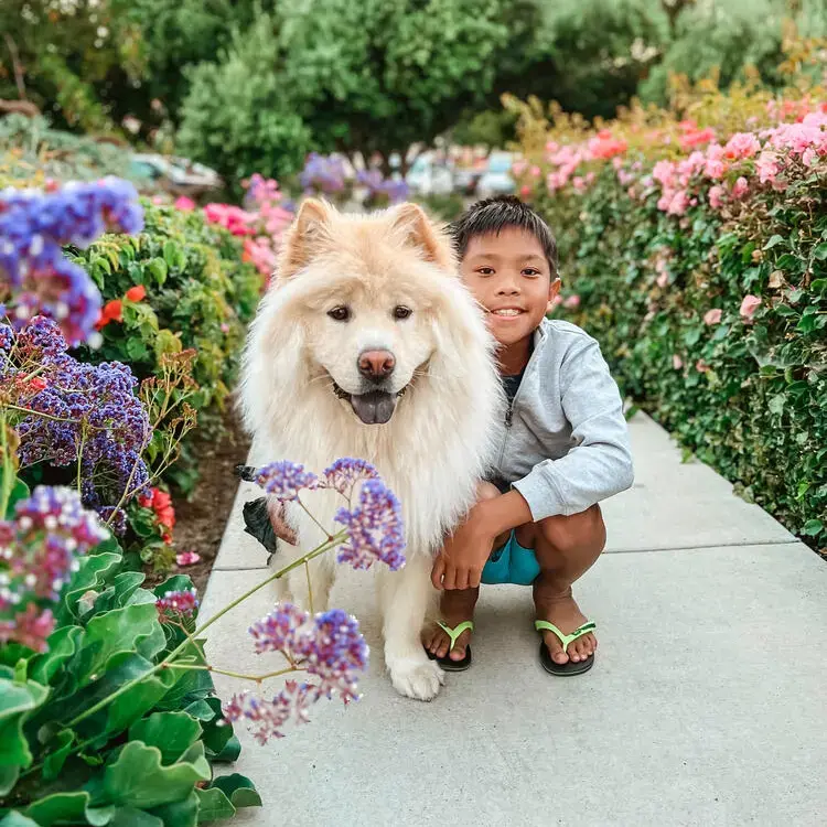 Chow Chow