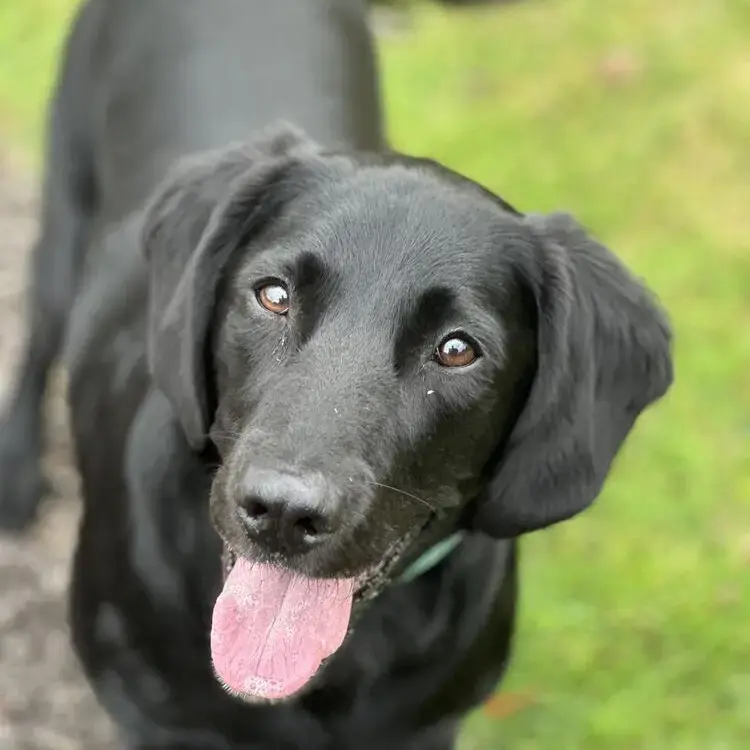 English Springer Spaniel