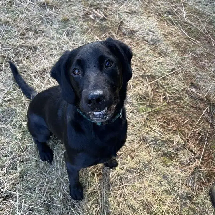 English Springer Spaniel