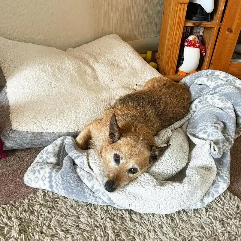 Border Terrier