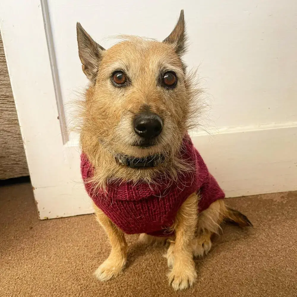 Border Terrier