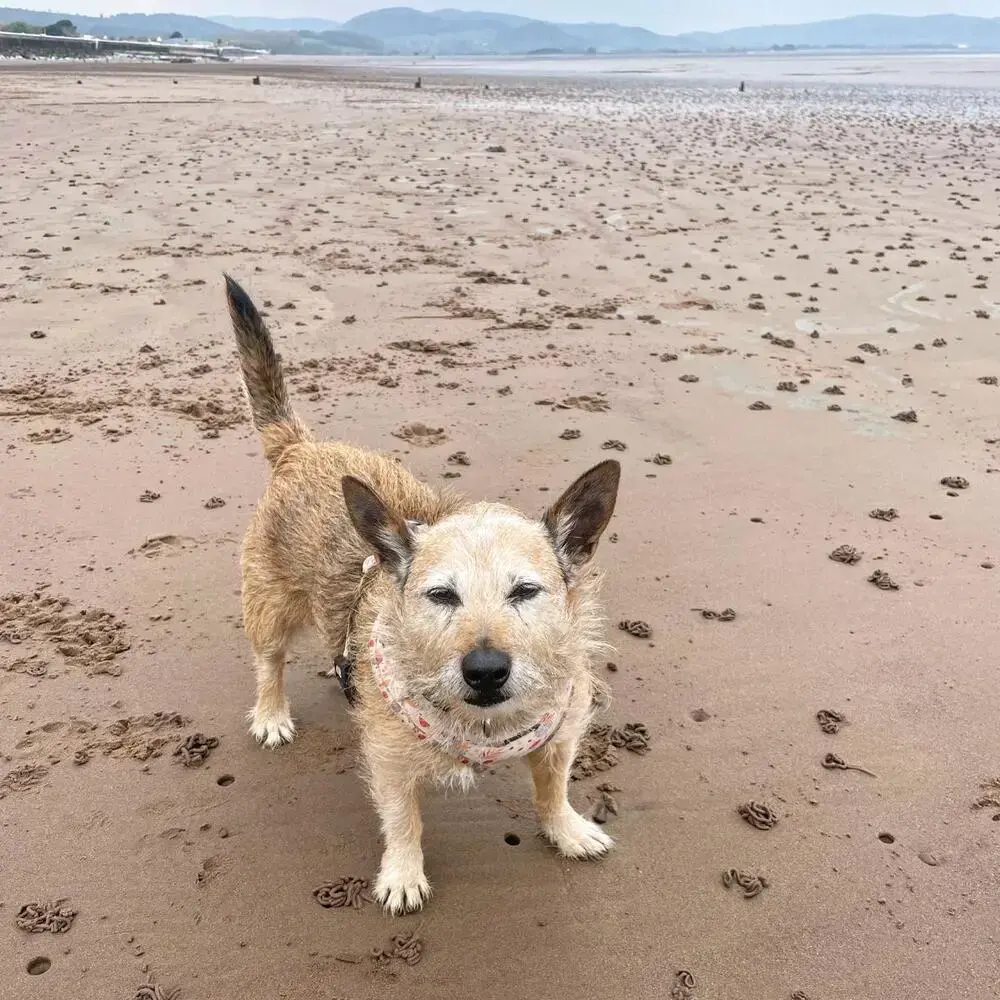 Border Terrier