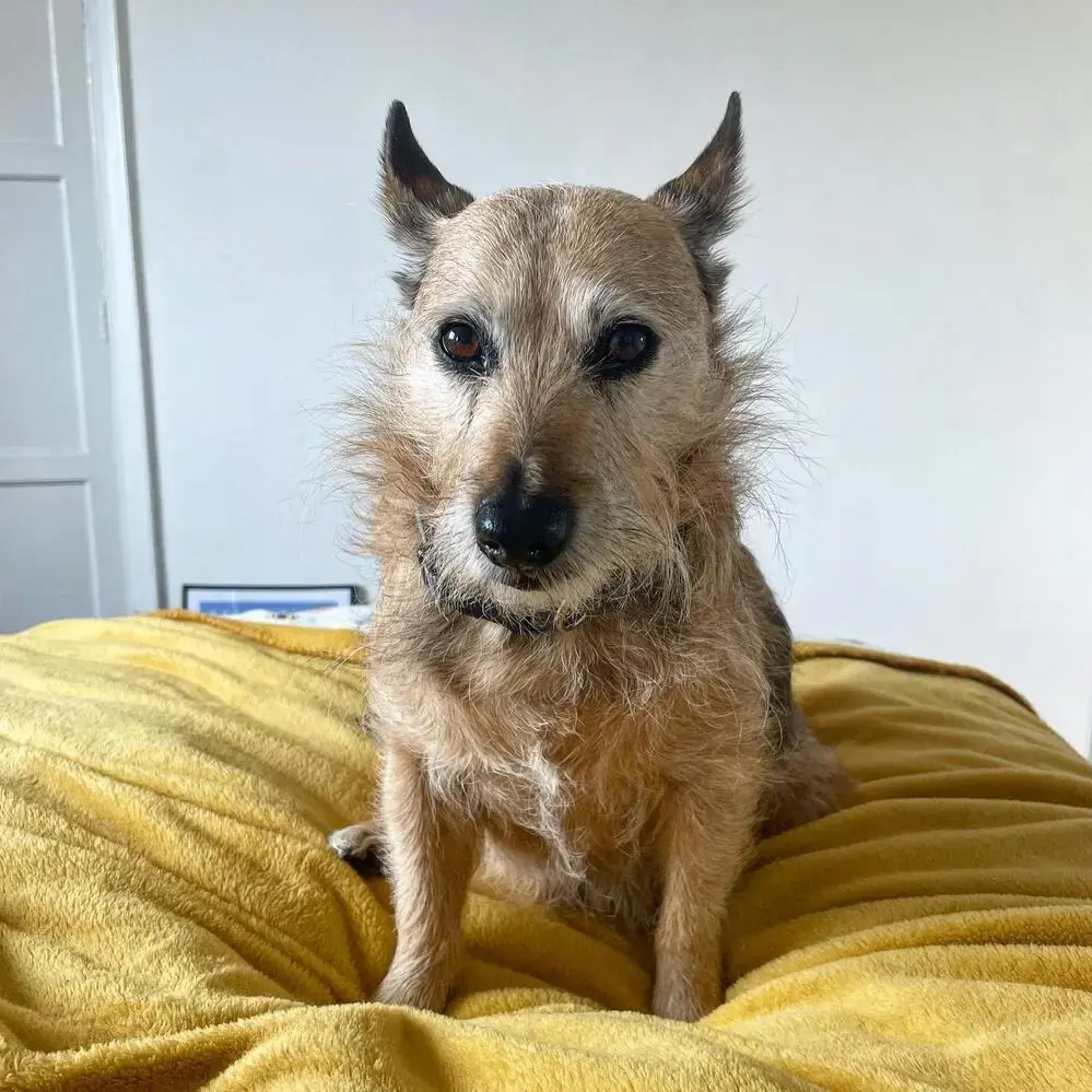 Border Terrier