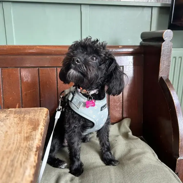 Shih Tzu