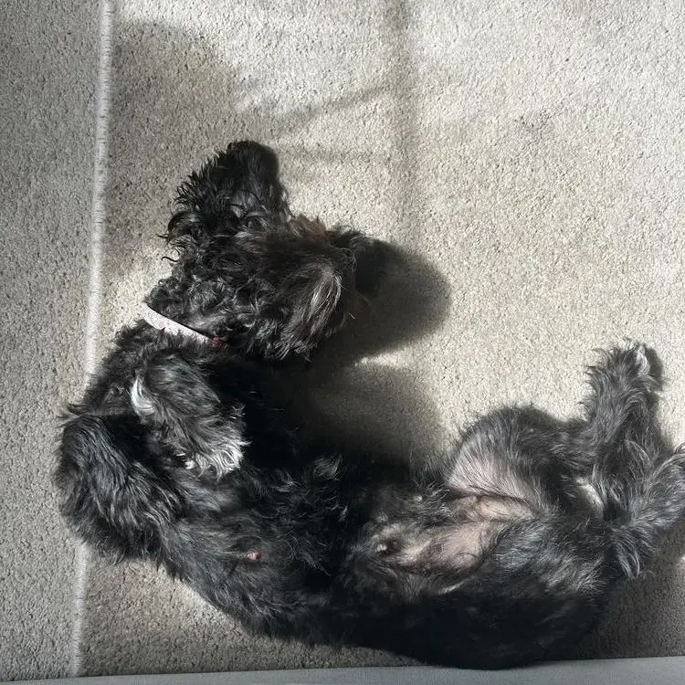 Shih Tzu