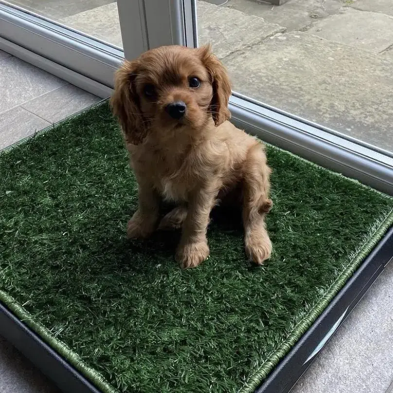 King Charles Spaniel