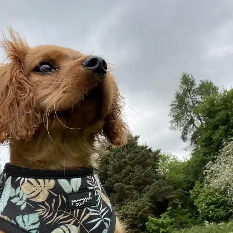 King Charles Spaniel