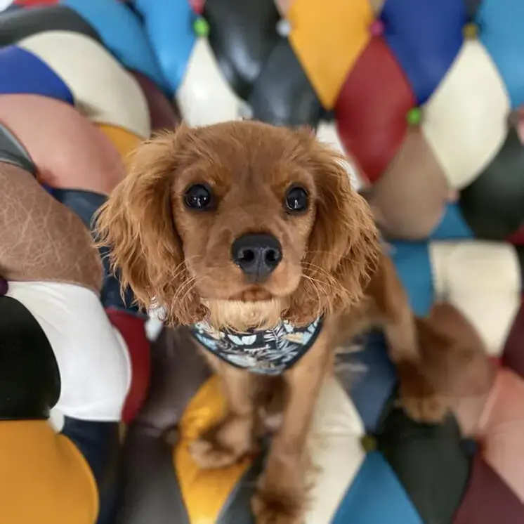 King Charles Spaniel