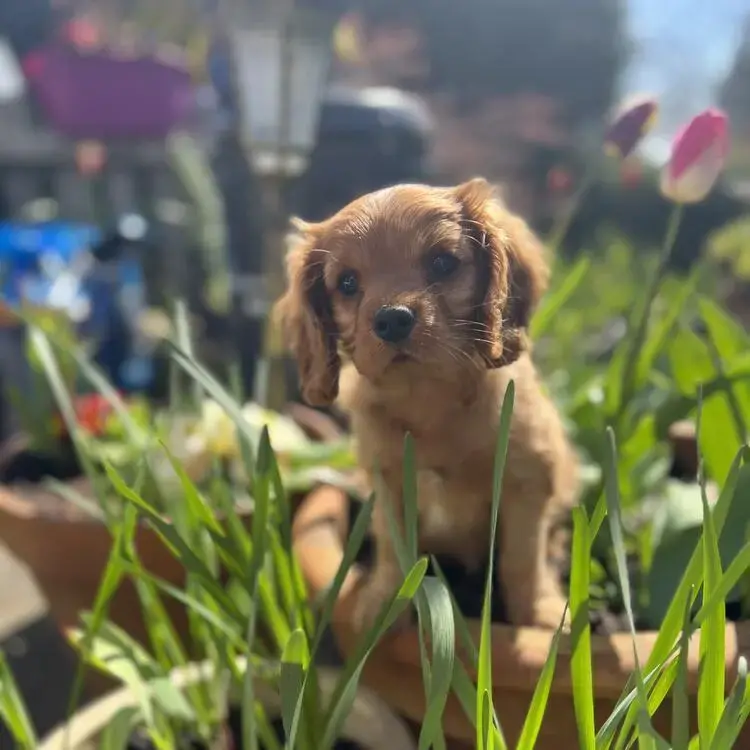 King Charles Spaniel