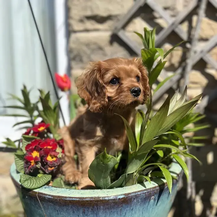 King Charles Spaniel