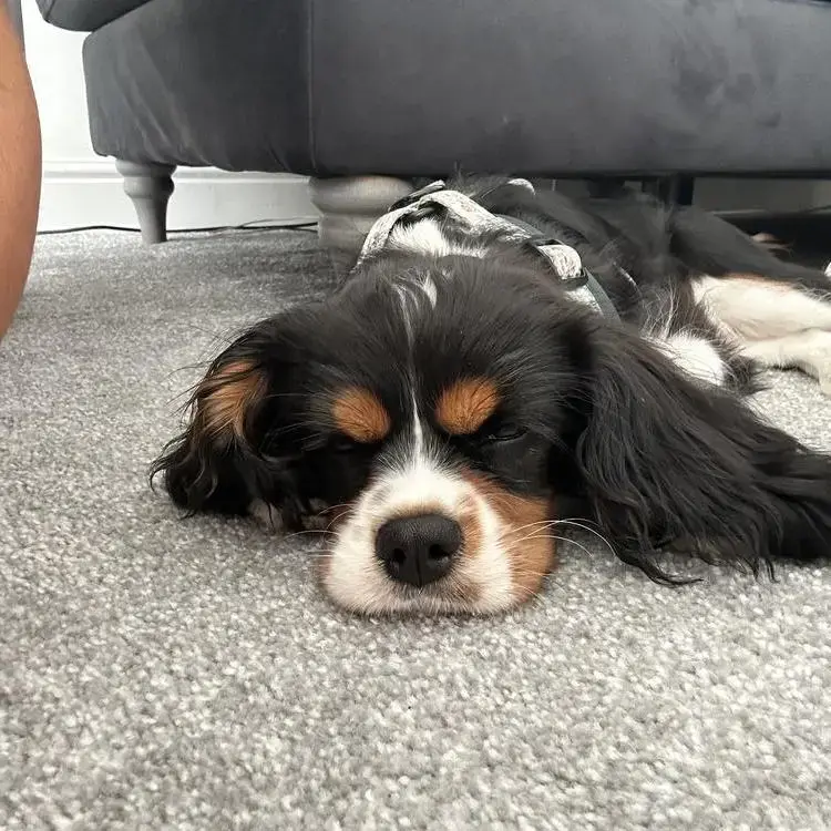 King Charles Spaniel