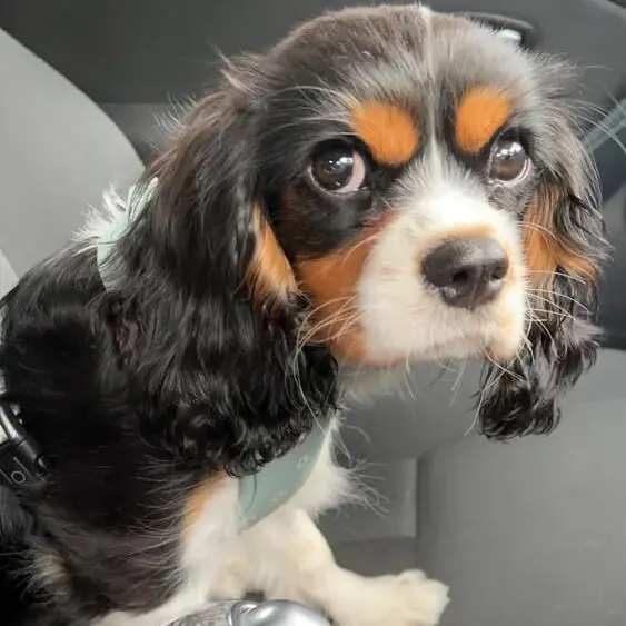 King Charles Spaniel