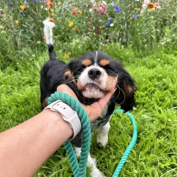 King Charles Spaniel