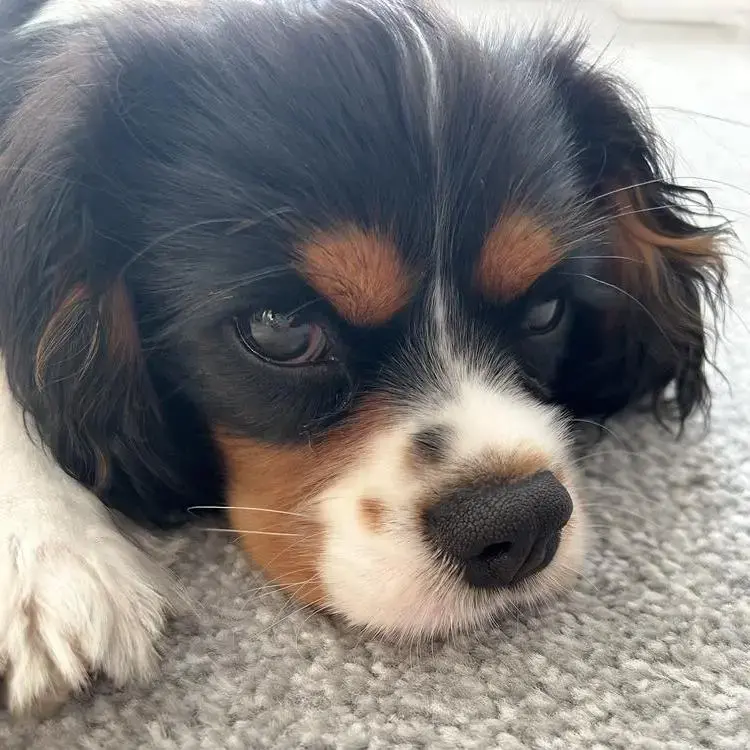 King Charles Spaniel
