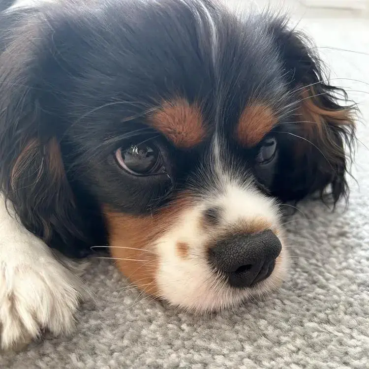 King Charles Spaniel