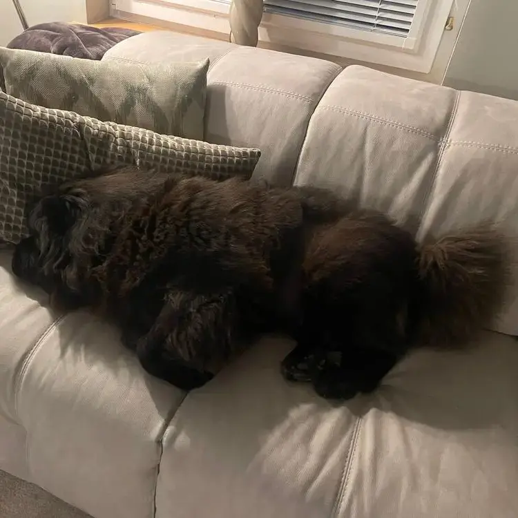 Chow Chow
